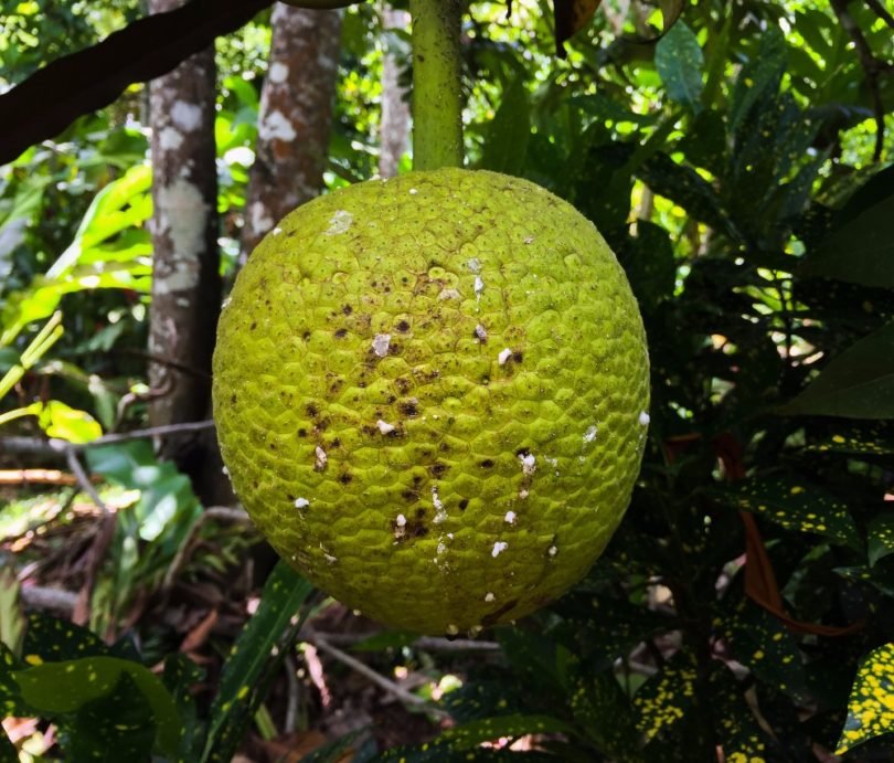 Breadfruit 1.5kg approximately