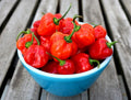 Hot Pepper Habanero Peppers 5 SINGLE